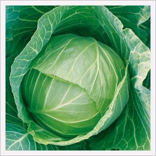 Cabbage, King of Field